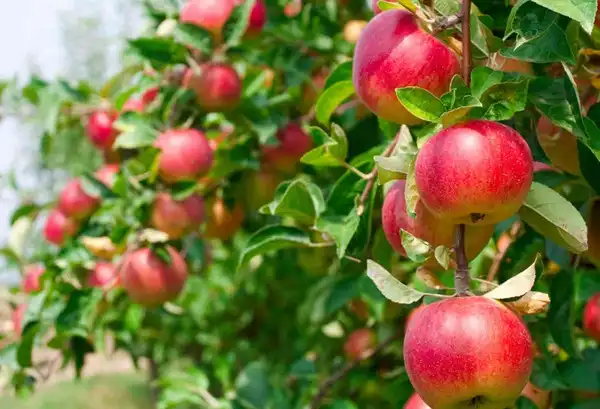 Why Is Apple Root Extract Gaining Popularity in 2026?